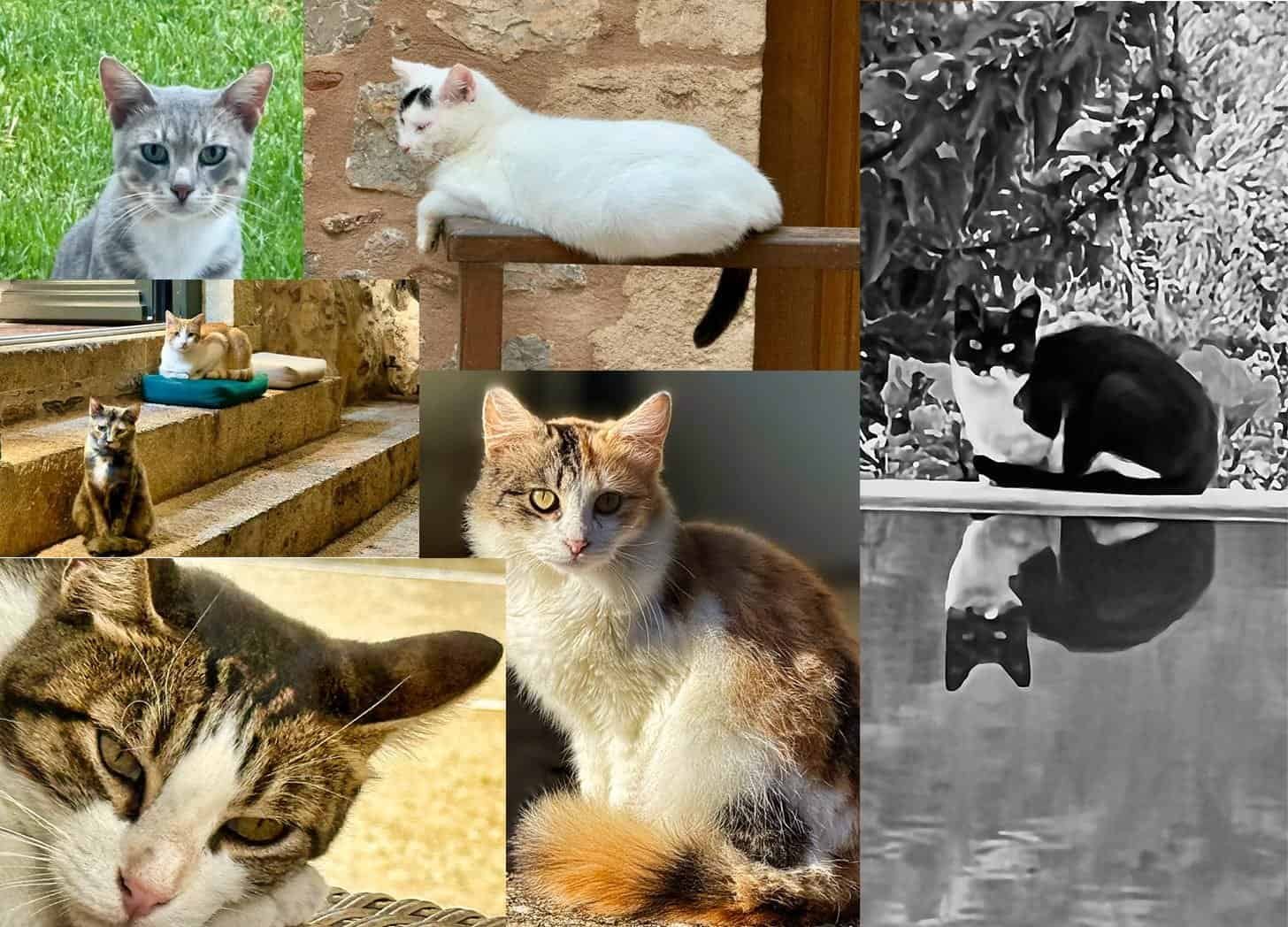 đ Why Are Cats Everywhere in Greece?